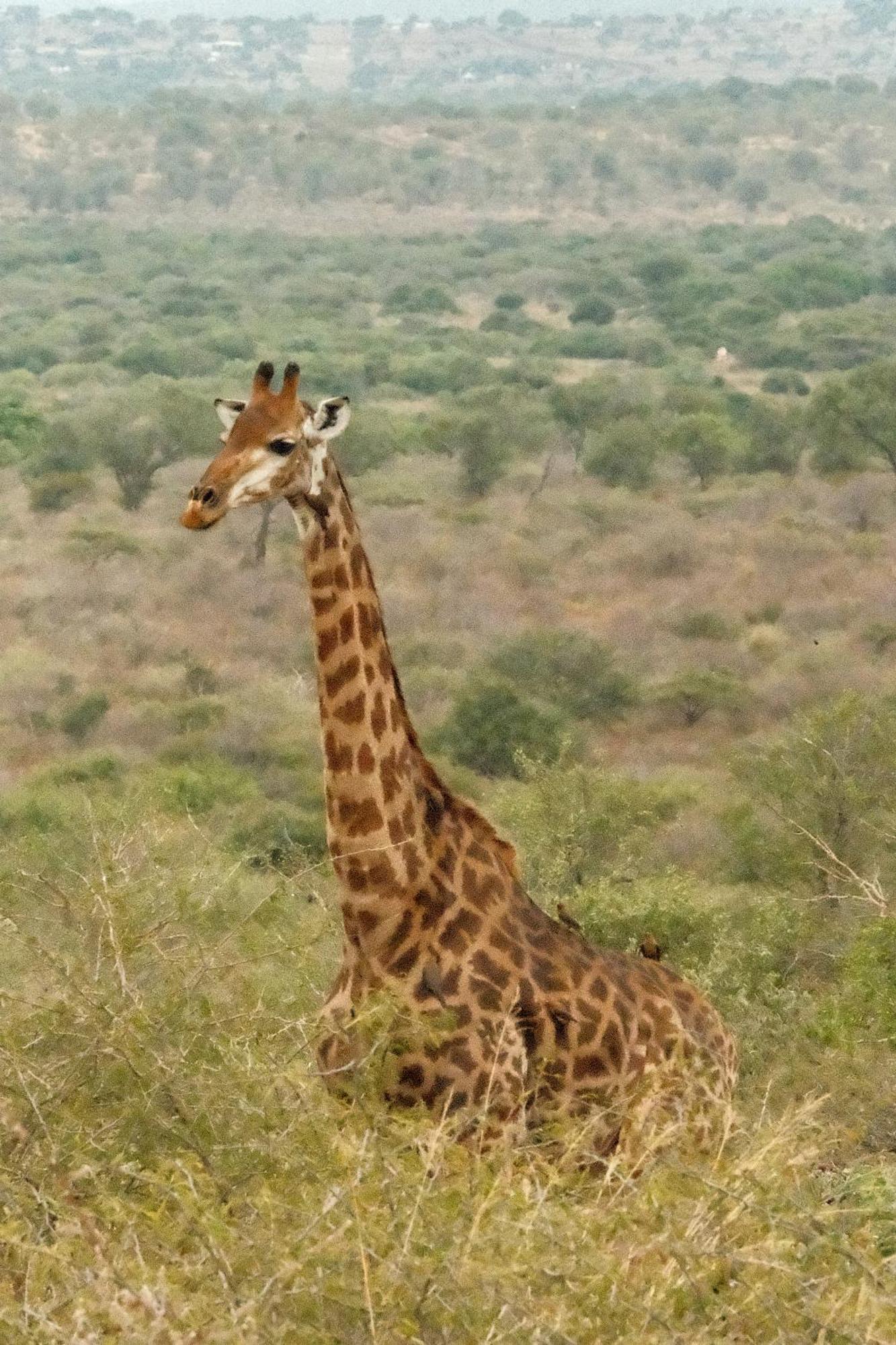 Africamps At White Elephant Safaris Pongola Buitenkant foto