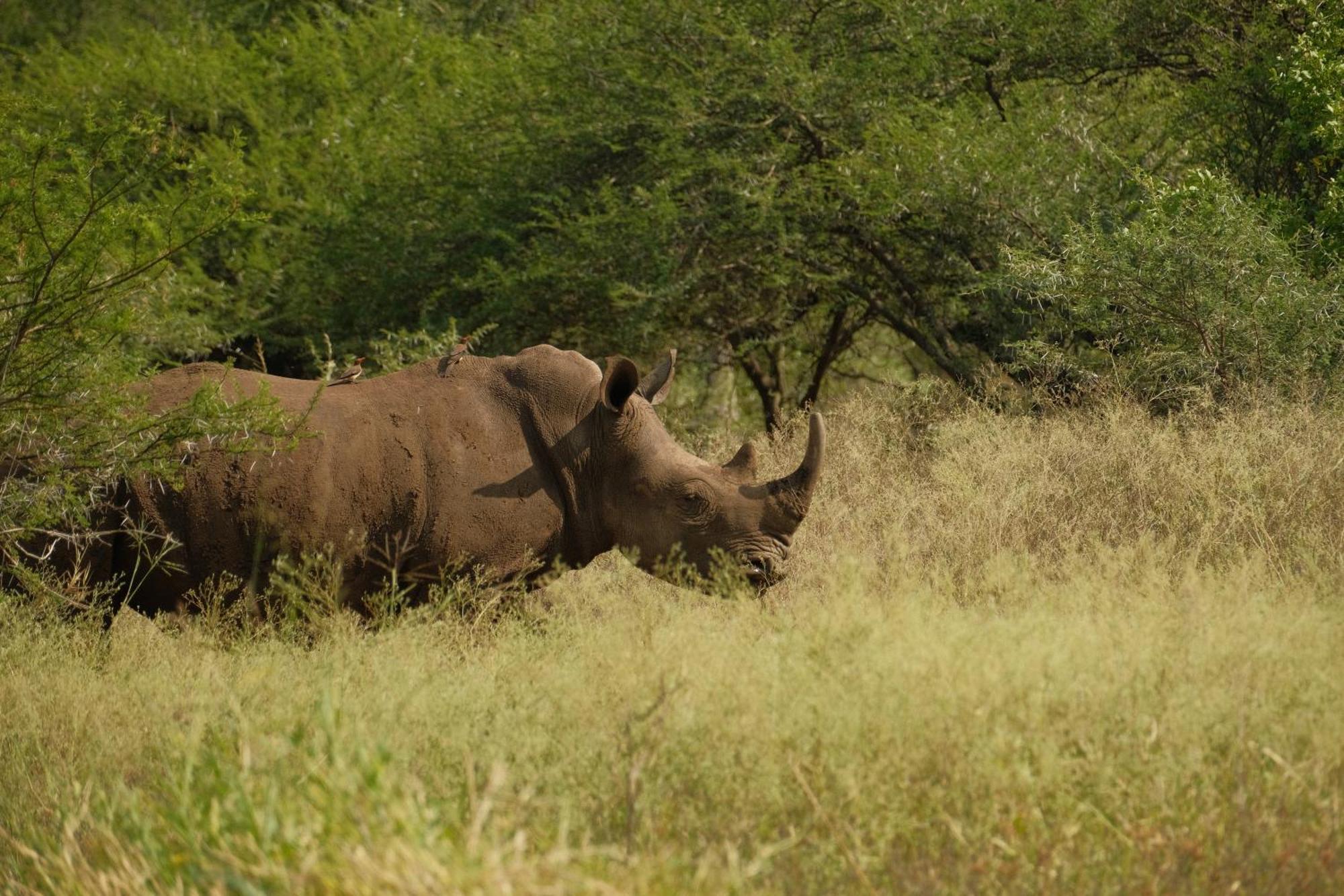 Africamps At White Elephant Safaris Pongola Buitenkant foto