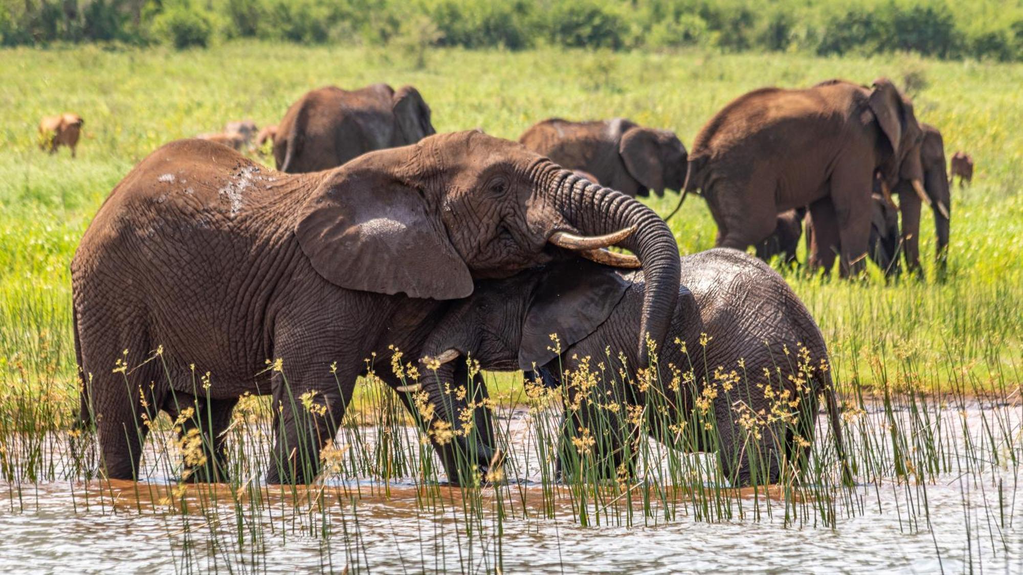 Africamps At White Elephant Safaris Pongola Buitenkant foto