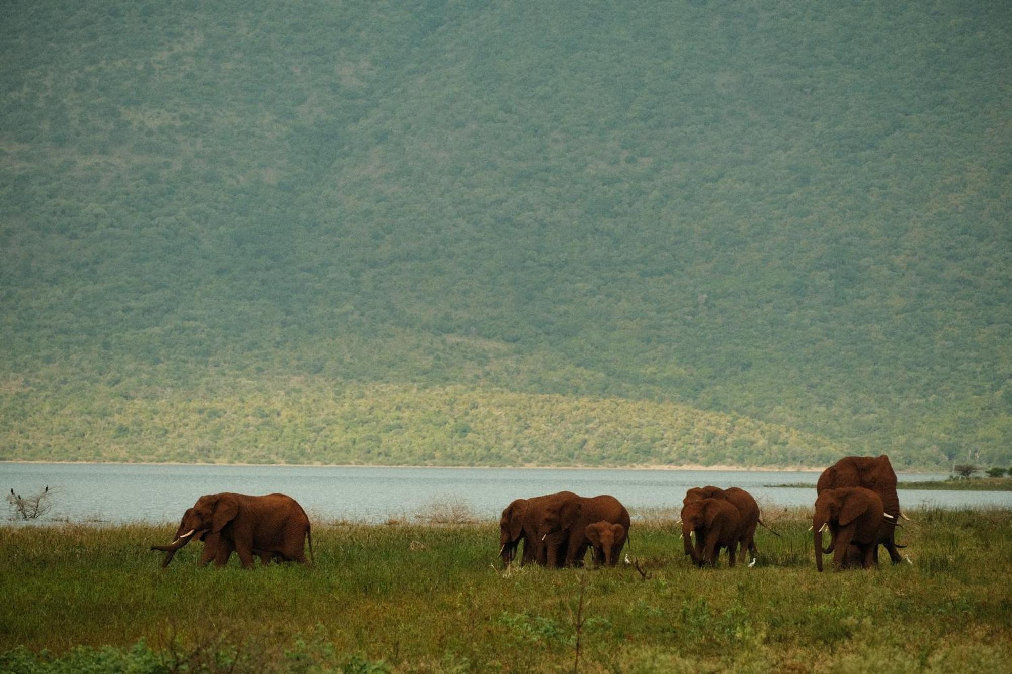 Africamps At White Elephant Safaris Pongola Buitenkant foto