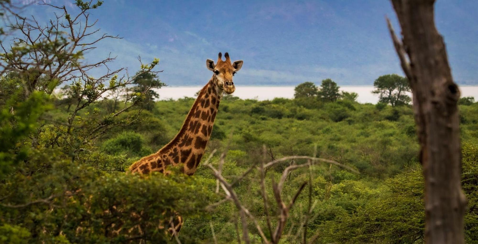 Africamps At White Elephant Safaris Pongola Buitenkant foto